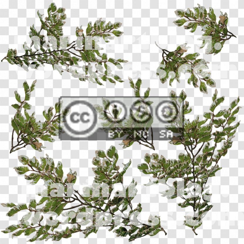 Evergreen Twig Pine Leaf Creative Commons - Conifer Transparent PNG