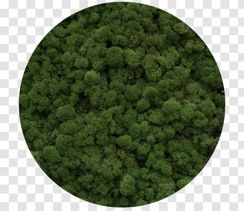 Reindeer Lichen Moss Yagel Plants Green - Information - Grass Transparent PNG