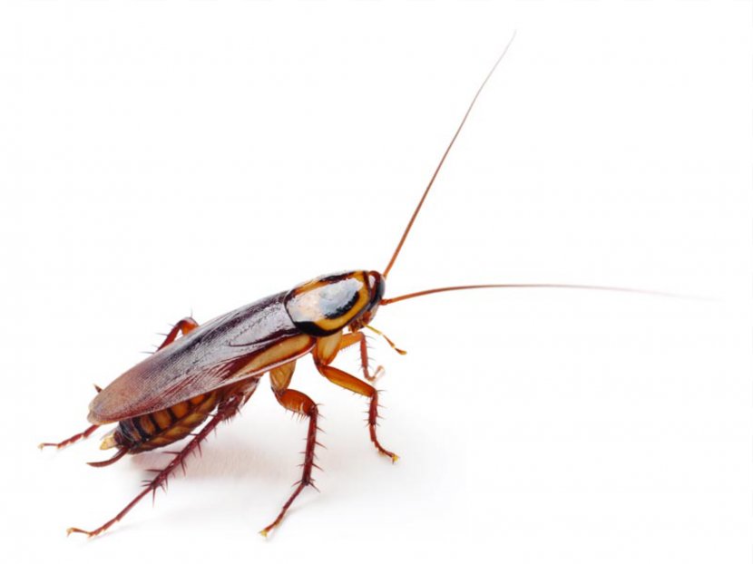 German Cockroach American Insect Blattella Asahinai - Roach Transparent PNG