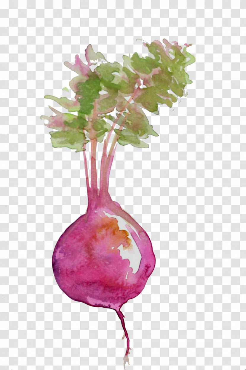 Beetroot Edamame Salad Food Watercolor Painting - Beet Transparent PNG