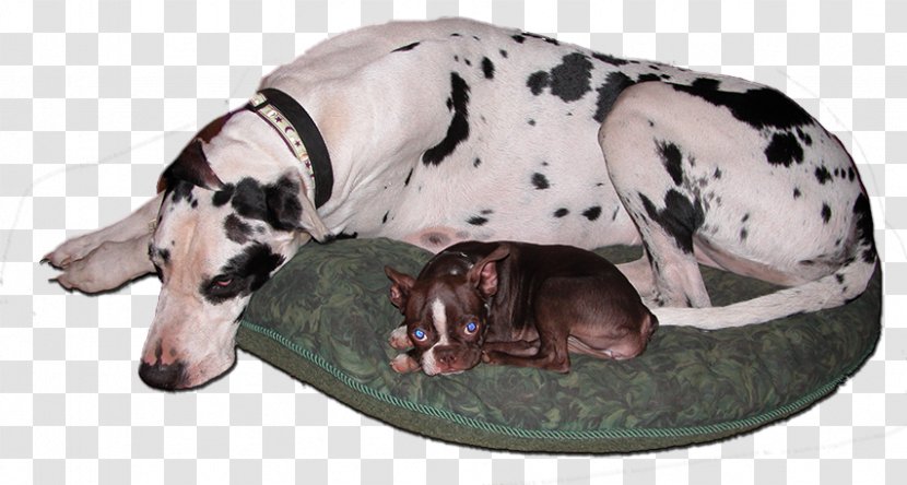 Great Dane Dalmatian Dog Doggiecamp Boarding Breed Daycare - Red Barn Bed Biscuit And Transparent PNG