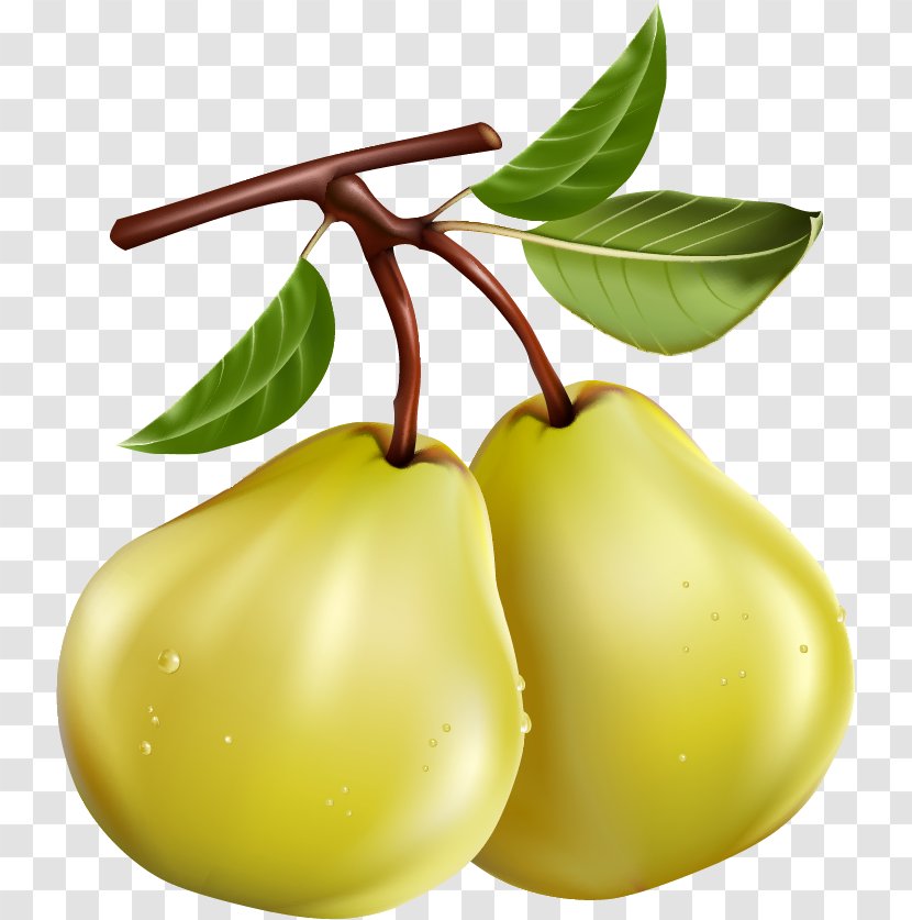 Pear Fruit Pome Clip Art Transparent PNG