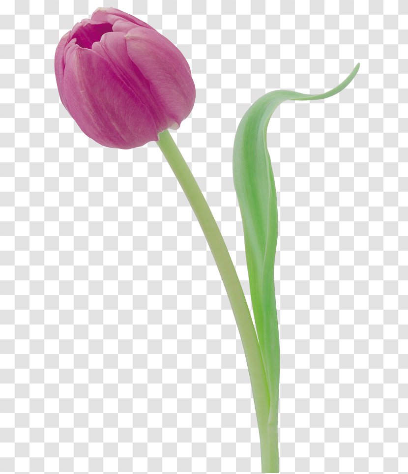 Tulip Flower Photography Digital Image - Petal Transparent PNG