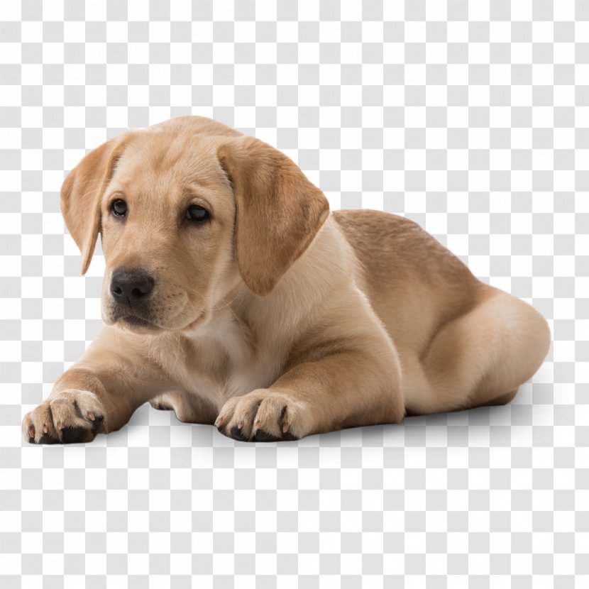 Labrador Retriever Puppy Dog Breed Beagle Rottweiler Transparent PNG