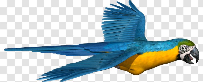Macaw Parakeet Feather Beak Pet - Tail Transparent PNG