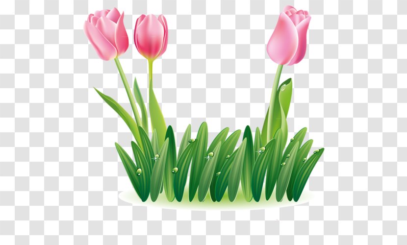 Tulip Image JPEG Flower - Centerblog Transparent PNG