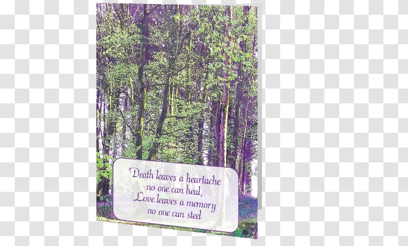 Union Wood Nature Reserve Flora - Etsy - Card Customisable Transparent PNG