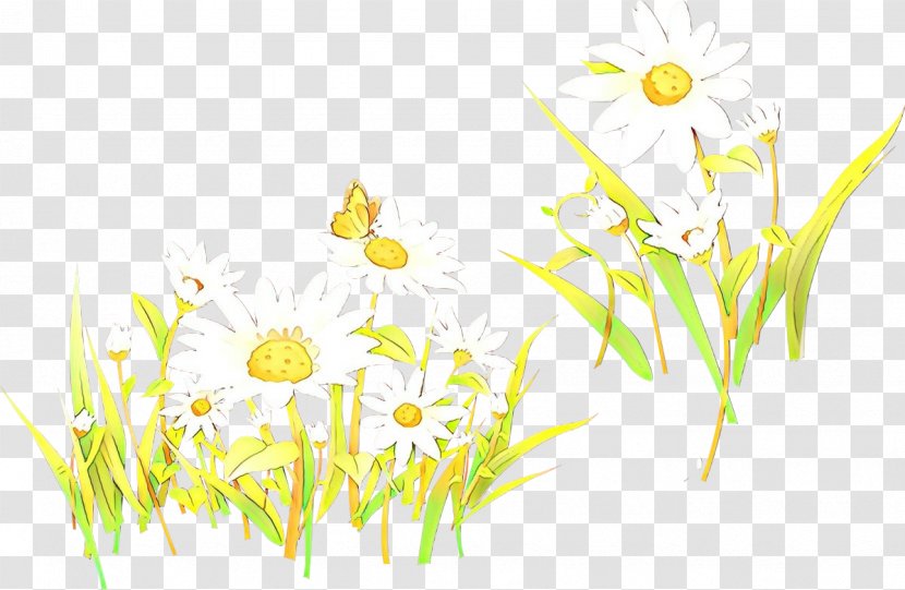 Floral Flower Background - Chamomile - Plant Stem Mayweed Transparent PNG