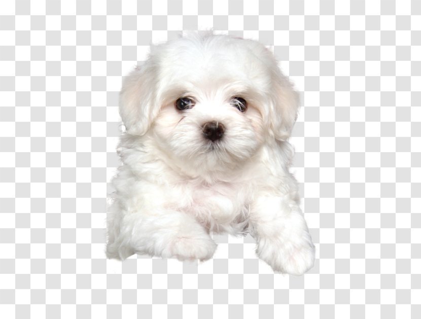 Maltese Dog Havanese Coton De Tulear Bolognese Little Lion - Schnoodle - Puppy Transparent PNG
