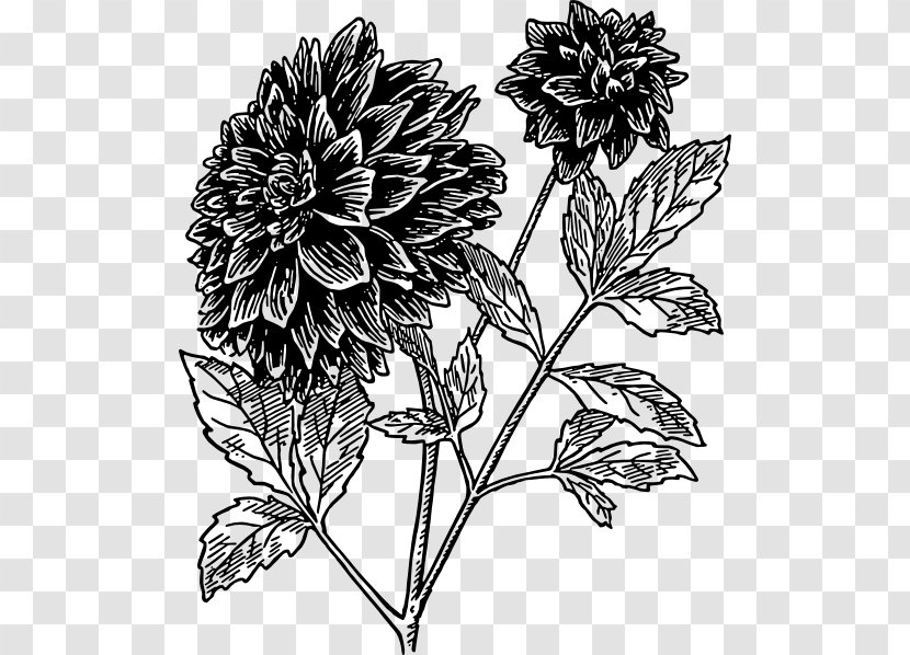 Dahlia Drawing Flower Black And White Clip Art Transparent PNG
