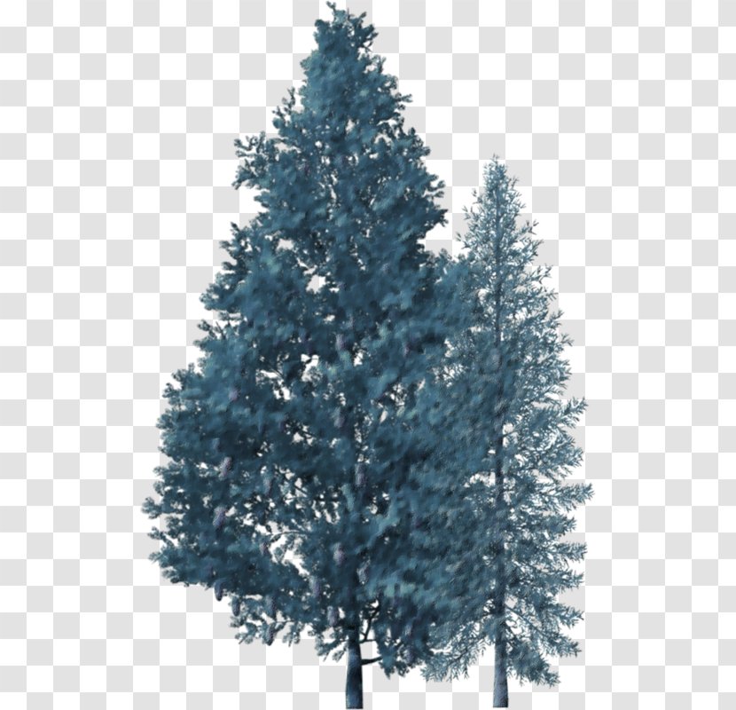 Spruce Christmas Tree Pine Fir - Biome Transparent PNG