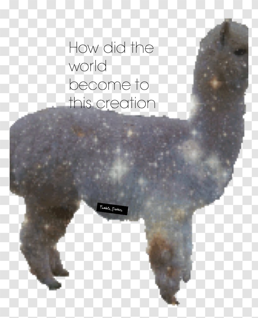 Jumping Llama Alpaca - Snout - Android Transparent PNG