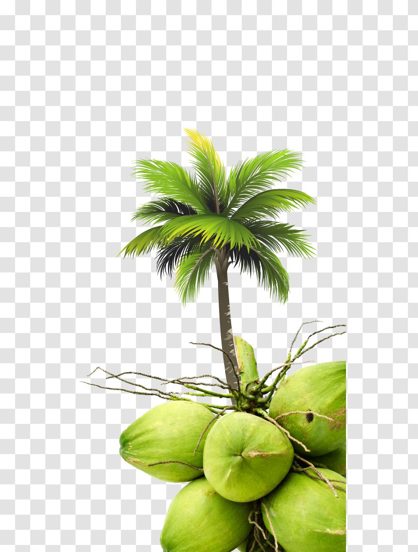 Coconut Arecaceae Tree Royal Palm Beach - Arecales Transparent PNG