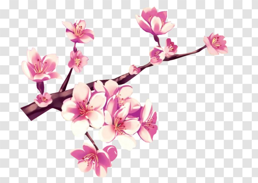 Cherry Blossom Flower Pink Gouache - Spring - Shabby Transparent PNG