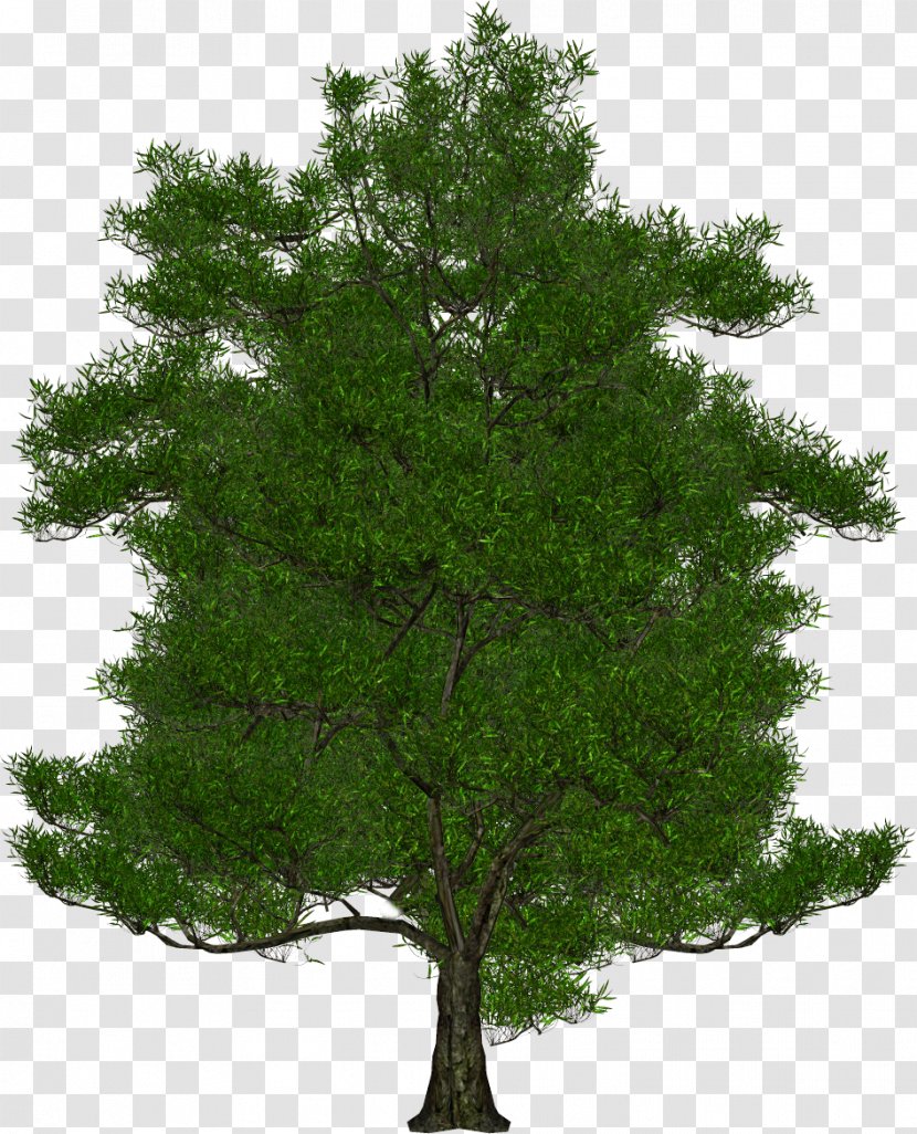 Tree Clip Art - Woody Plant - Fir-tree Transparent PNG