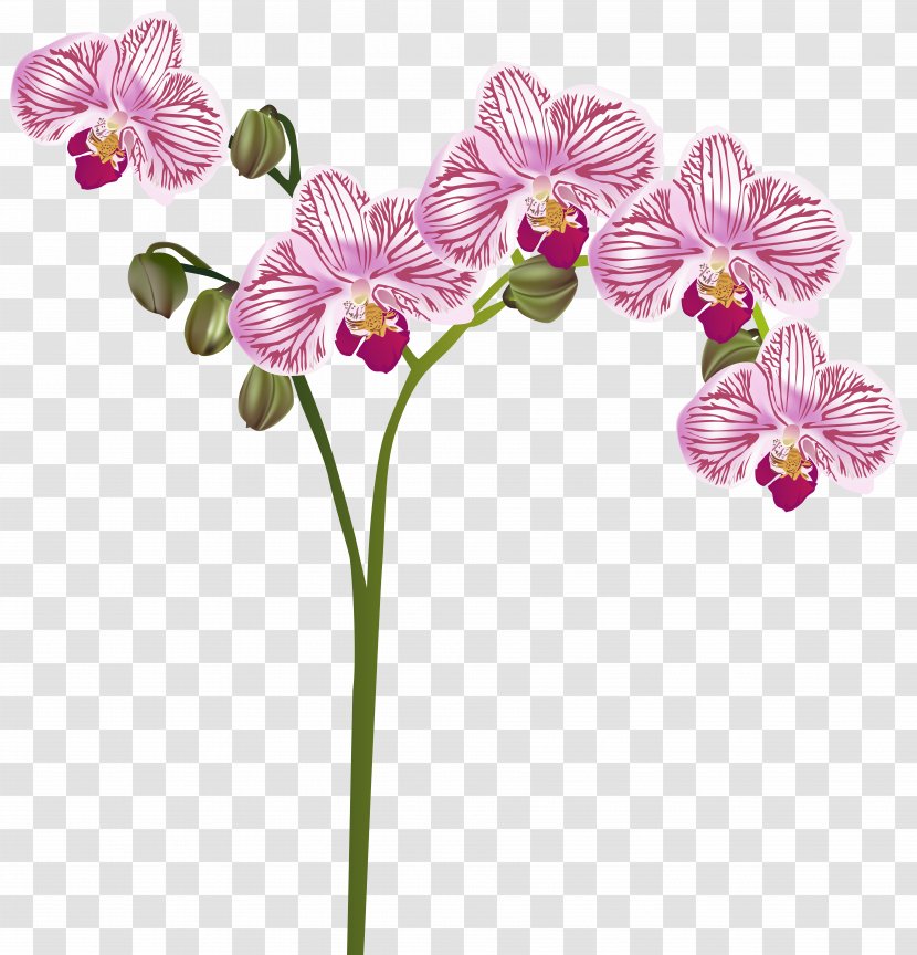 Orchids Flower Clip Art - Flowering Plant - Orchid Transparent PNG