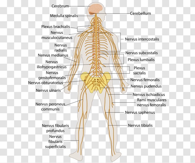 Outline Of The Human Nervous System Body Central Peripheral - Heart - Brain Transparent PNG
