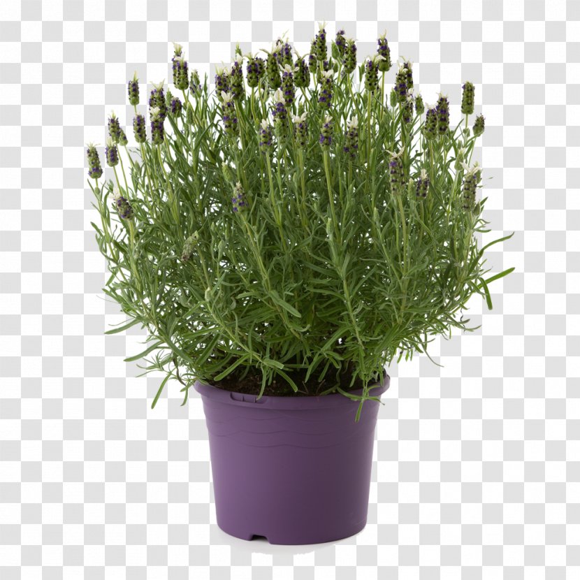 English Lavender French Mints Plant - Perennial - Shrub Transparent PNG