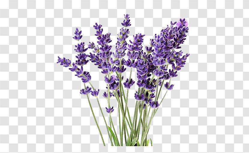 English Lavender Lavandula Latifolia Oil Plant French - Herb Transparent PNG