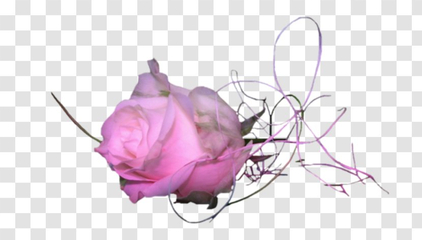 Garden Roses Cabbage Rose Cut Flowers - Plant - Pink Transparent PNG