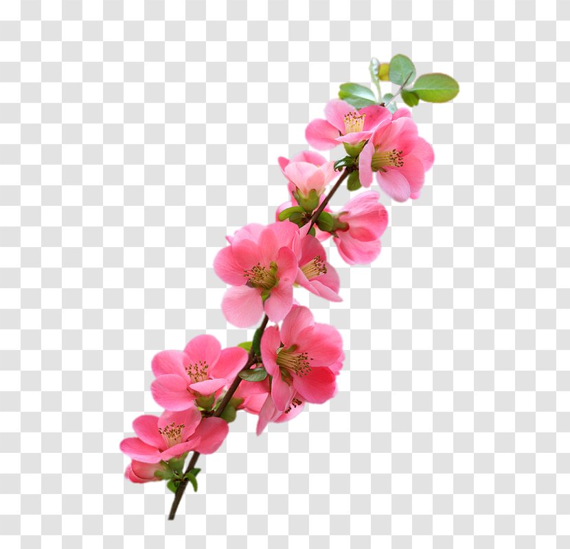 Image Design Art Flower - Pink - Moth Orchid Transparent PNG