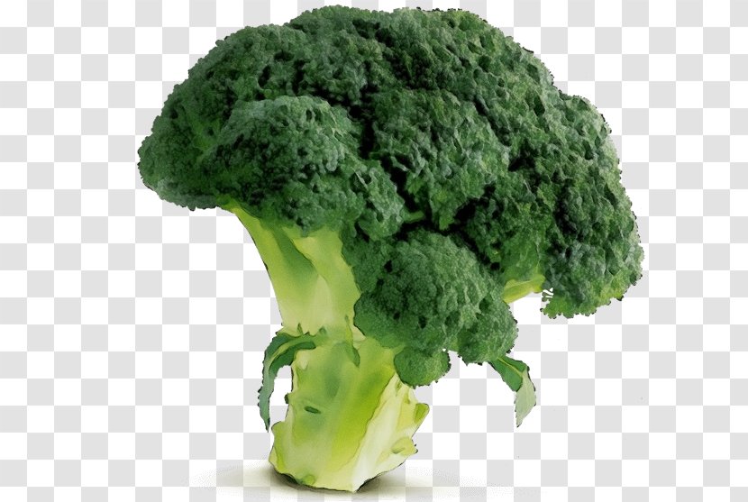 Broccoli Leaf Vegetable Cruciferous Vegetables Food - Watercolor - Kale Superfood Transparent PNG