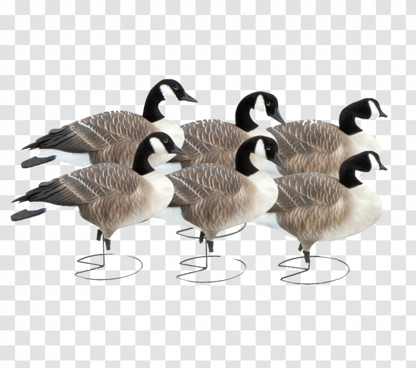 Canada Goose Duck Mallard Decoy Transparent PNG