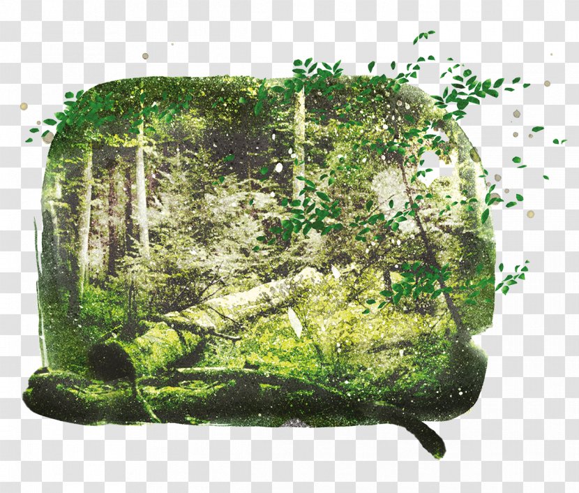 Vegetation Aquatic Plants Lawn Houseplant Tree - Plant - Waldo Transparent PNG