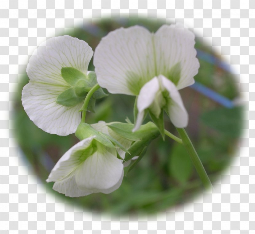 Flowering Plant Violet Family - Flower - Pea Transparent PNG