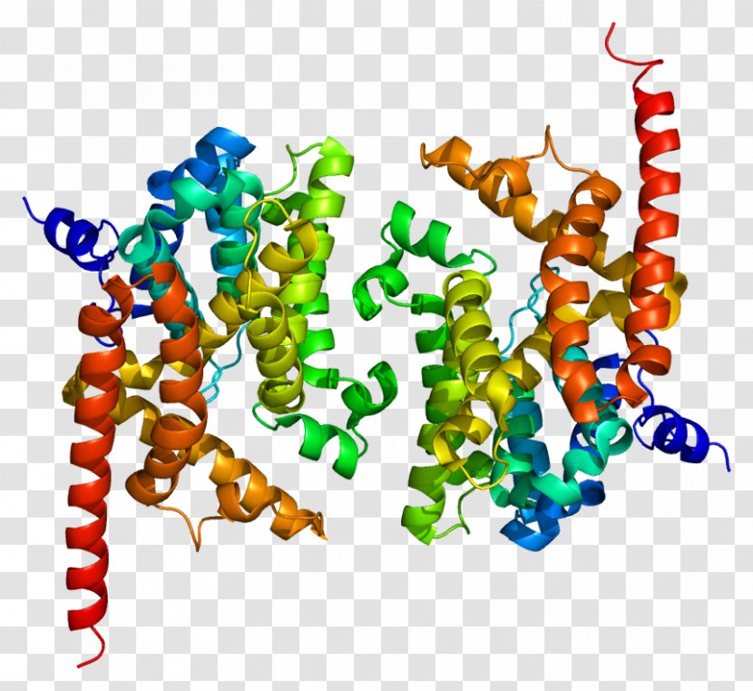 CGMP-specific Phosphodiesterase Type 5 Cyclic Guanosine Monophosphate Nucleotide PDE9A - Structure - Heart Transparent PNG