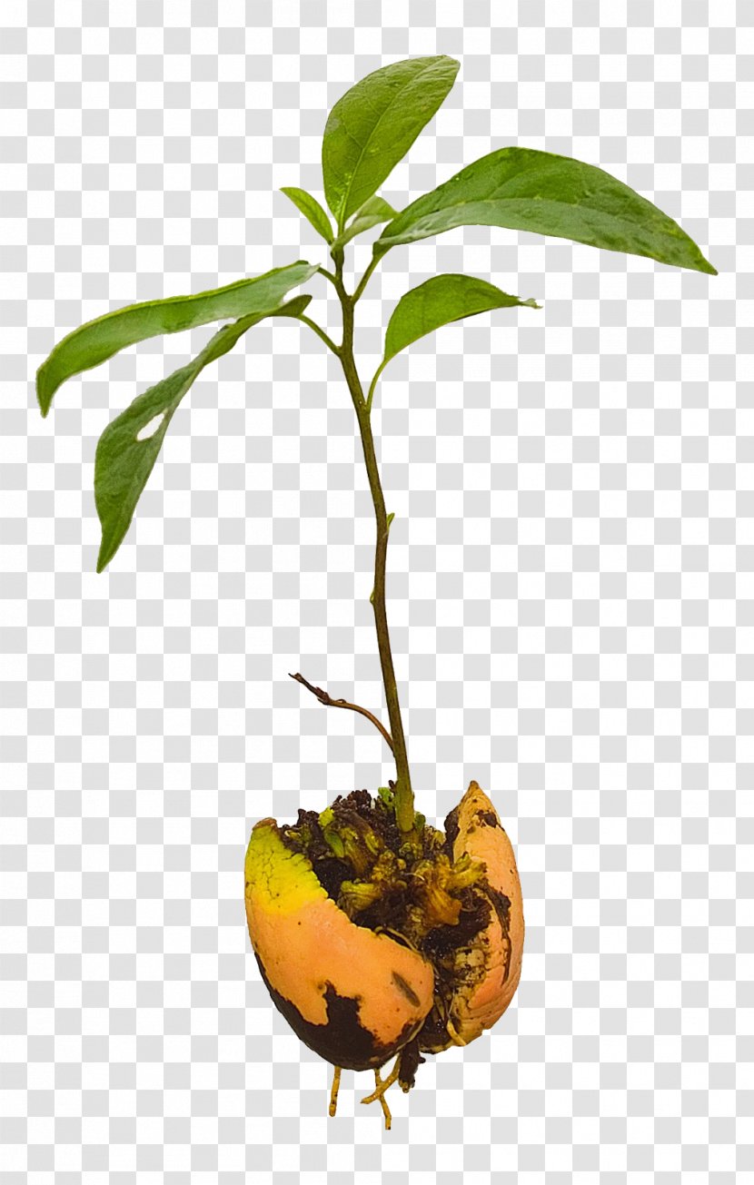 Avocado Tree Seedling Plant - Fruit Transparent PNG