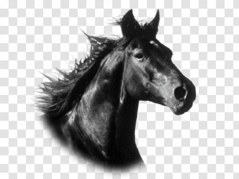 Mustang Stallion Pony Wild Horse Breed Transparent PNG