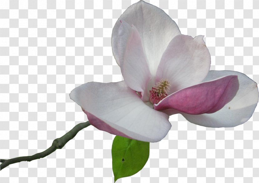 Flower Magnolia Clip Art - Photography Transparent PNG