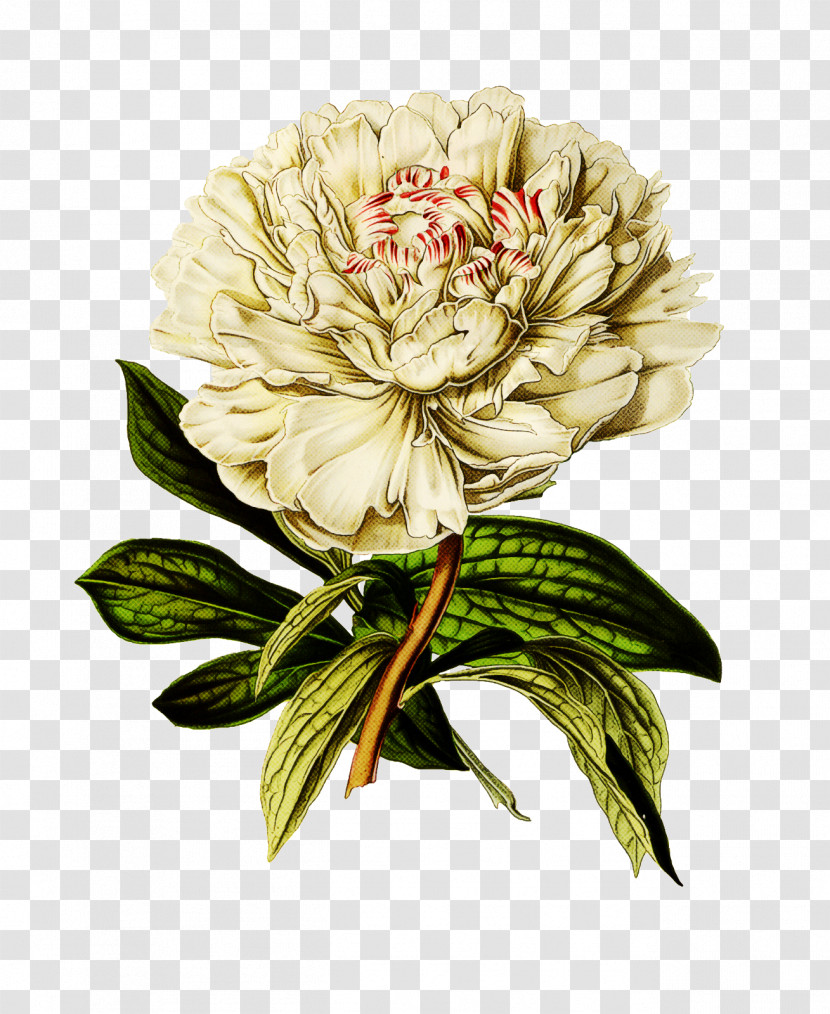 Flower Plant Cut Flowers Common Peony Peony Transparent PNG