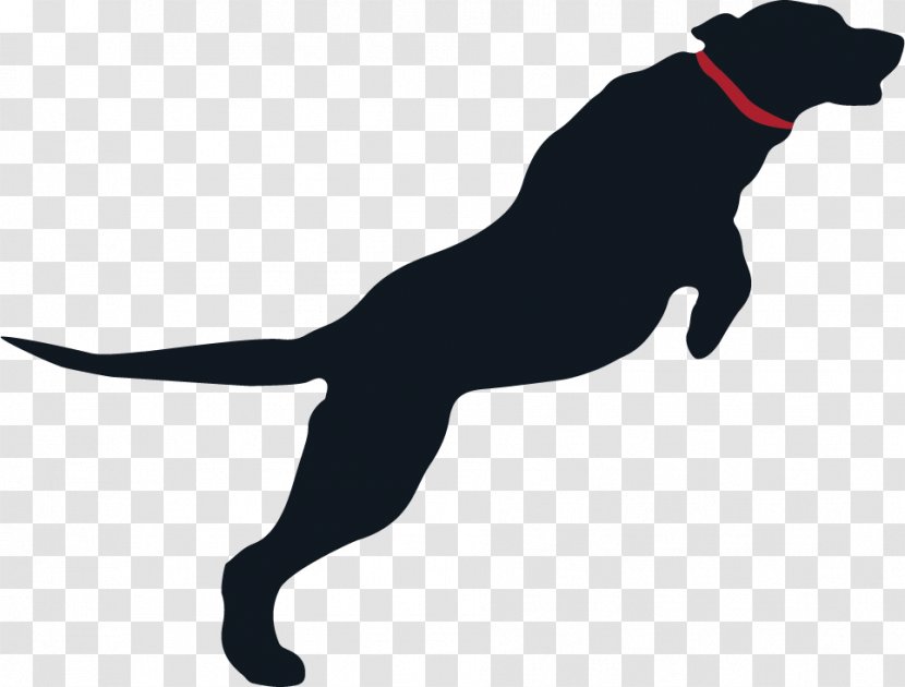 Dog Breed Puppy Sporting Group Leash Transparent PNG
