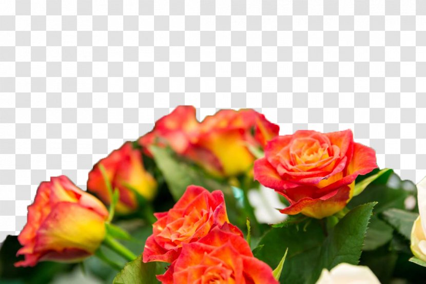 Beach Rose Flower Wallpaper - Cut Flowers Transparent PNG