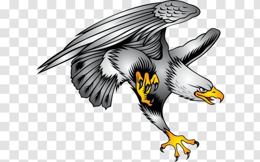 Bald Eagle Clip Art - Bird Of Prey Transparent PNG