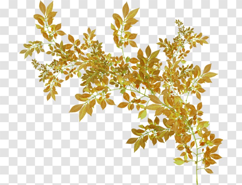 Animation Autumn Photography Polyvore - Color - Gold Flower Transparent PNG