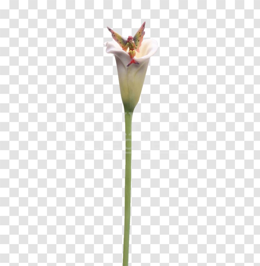 Plant Stem Arum-lily Flower Petal - Flowering - Callalily Transparent PNG
