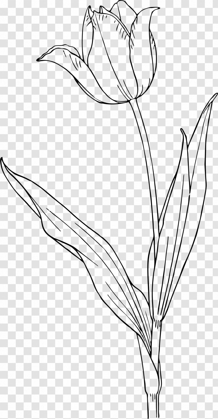Tulip Tattoo Nature Drawing And Design; Clip Art - Leaf Transparent PNG