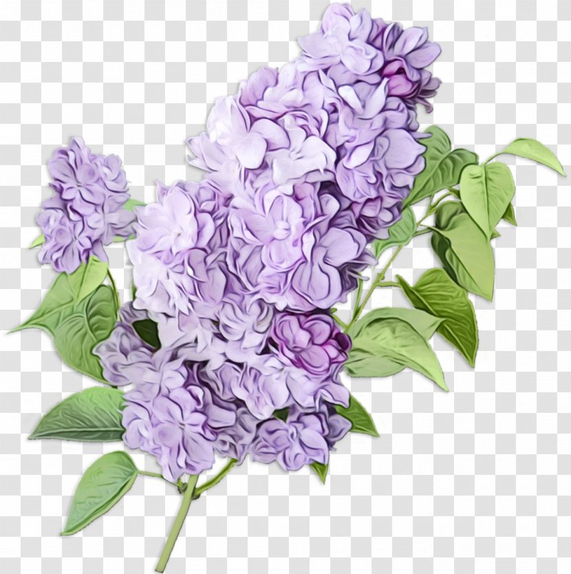 Lavender - Plant - Cut Flowers Flowering Transparent PNG