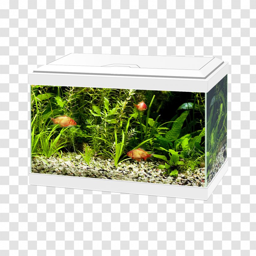 Lighting Aquarium Filters Light-emitting Diode - Plant - Light Transparent PNG