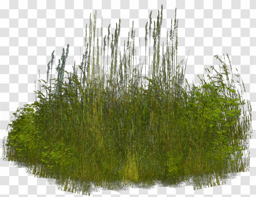 Grass Clip Art - Reed Transparent PNG