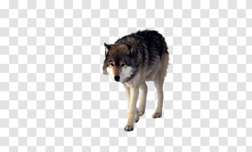 Wolfdog Coyote Black Wolf - Dog Breed Group - Walking Transparent PNG