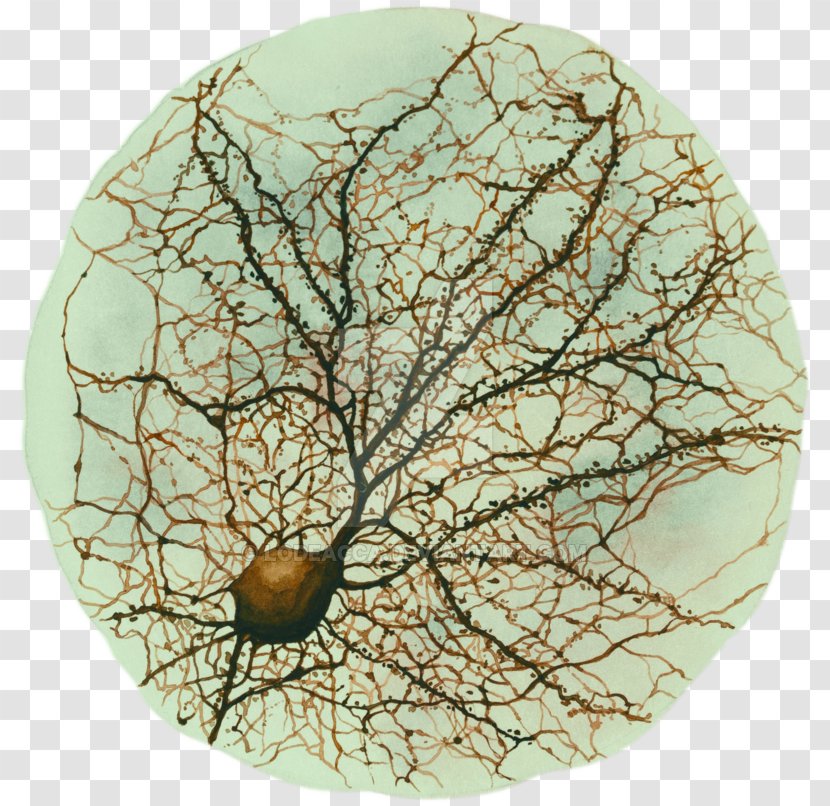 Neuron Drawing Hippocampus Neuroscience Watercolor Painting - Brain Transparent PNG