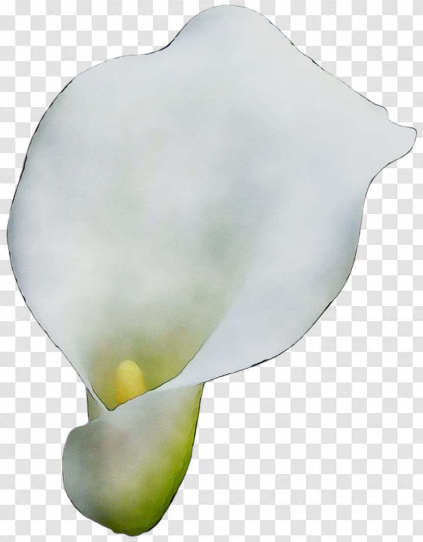 Arum Lilies Product Design - Petal - Giant White Lily Transparent PNG