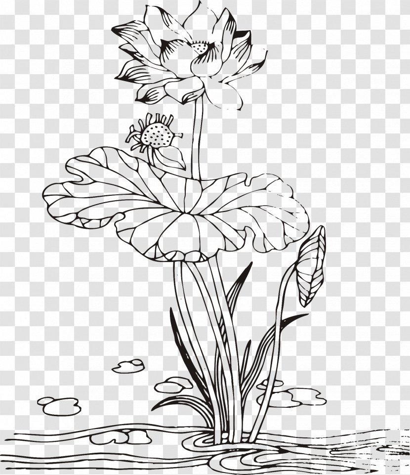 Floral Design Nelumbo Nucifera Drawing - Monochrome - Line Lotus Transparent PNG