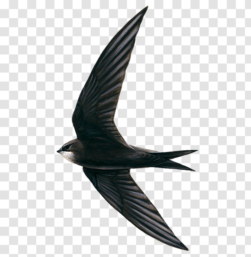 Edible Bird's Nest Hirundininae Swifts Apodes - Common House Martin - Bird Transparent PNG