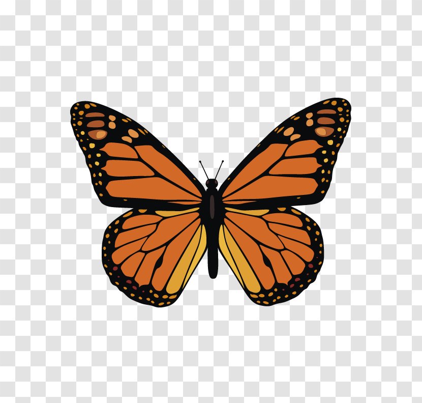 The Monarch Butterfly Clip Art Vector Graphics - Arthropod - Sandy Hook Shooting Transparent PNG
