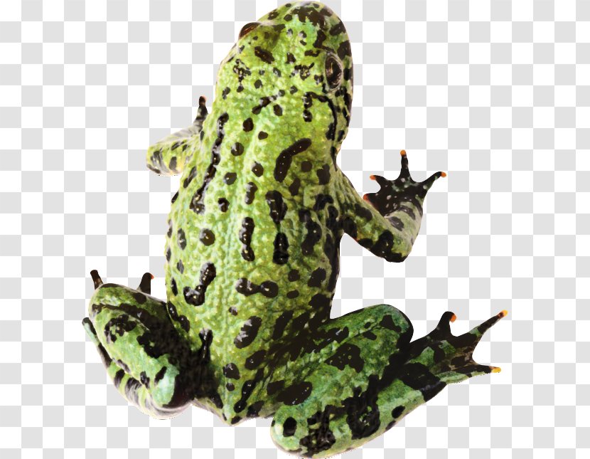 Frog Clip Art Amphibians Transparency - Stock Photography - Tree Transparent PNG